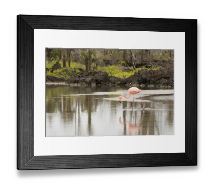 Framed Print : Ecuador, Galapagos, Northern Santa Cruz Island, Dragon Hill area. Greater flamingo
