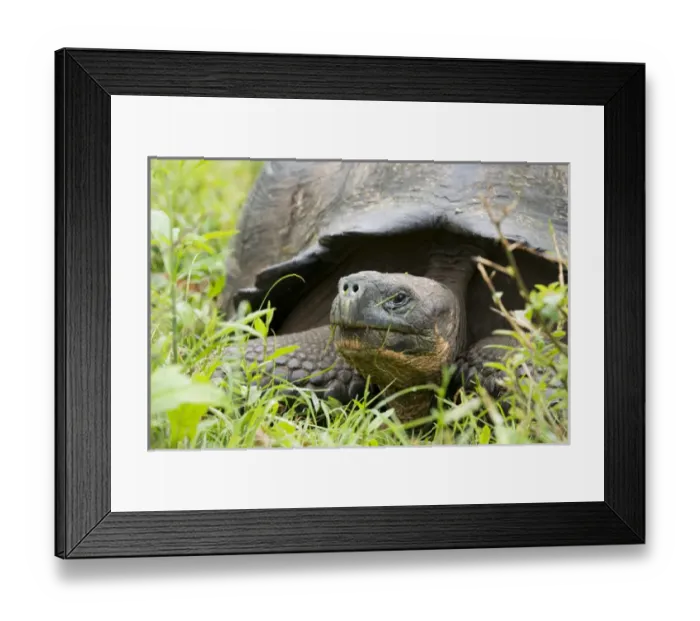 Framed Print : Ecuador, Galapagos. Santa Cruz highlands, wild Galapagos dome-shaped tortoise (endemic sub-species