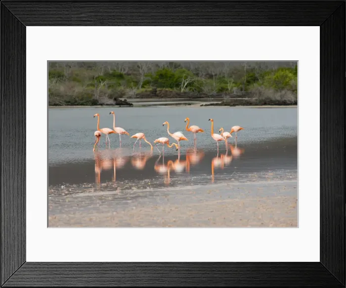 Framed Print : Ecuador, Galapagos, Floreana, Punta Cormoran. Flamingo lagoon, Greater flamingos