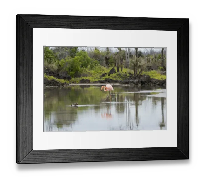 Framed Print : Ecuador, Galapagos, Northern Santa Cruz Island, Dragon Hill area. Greater flamingo