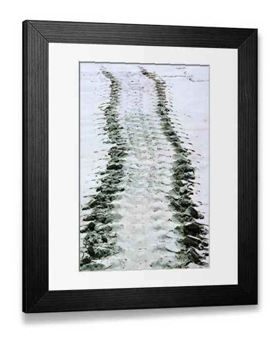 Framed Print : South America, Ecuador, Pacific Ocean, Galapagos Islands. Tracks of a Pacific green turtle Framed Print : South America, Ecuador, Pacific Ocean, Galapagos Islands. Tracks of a Pacific green turtle