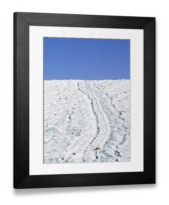 Framed Print : South America, Ecuador, Pacific Ocean, Galapagos Islands. Tracks of a Pacific green turtle