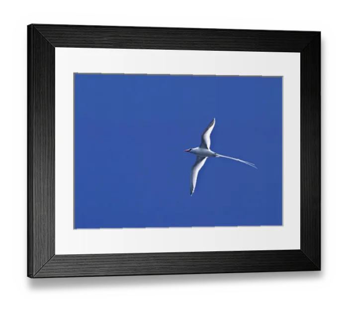 Framed Print : South America, Ecuador, Pacific Ocean, Galapagos Islands. Red-billed Tropicbird Framed Print : South America, Ecuador, Pacific Ocean, Galapagos Islands. Red-billed Tropicbird