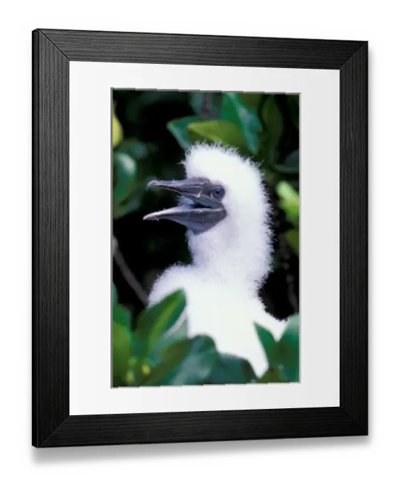 Framed Print : South America, Ecuador, Galapagos Islands. Masked Booby (Sula dactylatra) Framed Print : South America, Ecuador, Galapagos Islands. Masked Booby (Sula dactylatra)