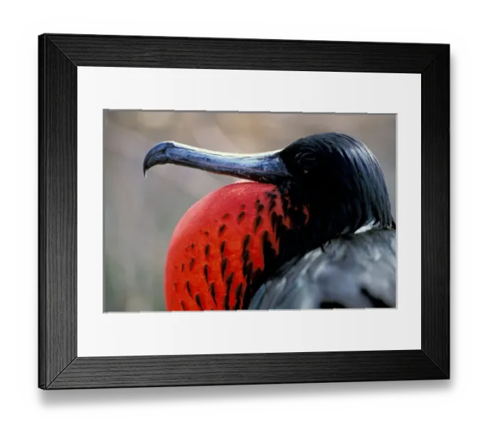 Framed Print : South America, Ecuador, Galapagos Islands. Magnificent Frigatebird (Fregata magnificens) Framed Print : South America, Ecuador, Galapagos Islands. Magnificent Frigatebird (Fregata magnificens)