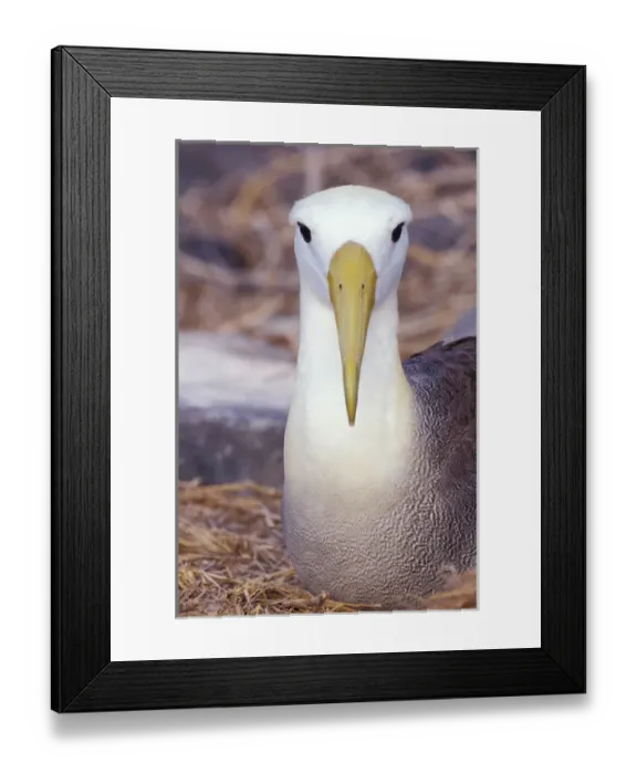 Framed Print : South America, Ecuador, Galapagos Islands. Waved Albatross Framed Print : South America, Ecuador, Galapagos Islands. Waved Albatross