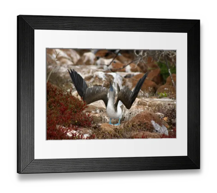 Framed Print : South America, Ecuador, Galapagos Islands. The Blue-footed Booby on North Seymour Framed Print : South America, Ecuador, Galapagos Islands. The Blue-footed Booby on North Seymour