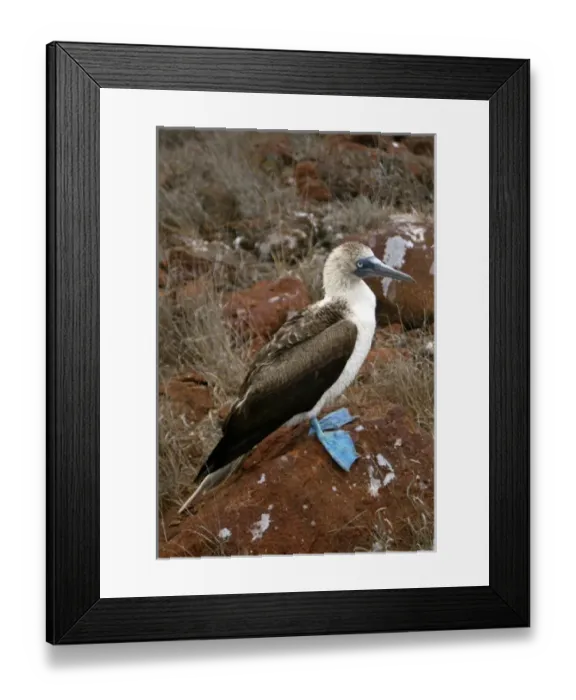 Framed Print : South America, Ecuador, Galapagos Islands, North Seymour Island. Nesting colony of