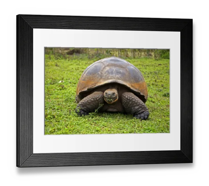 Framed Print : America, South America, Ecuador, Galapagos Islands, Santa Cruz Island. The Galapagos