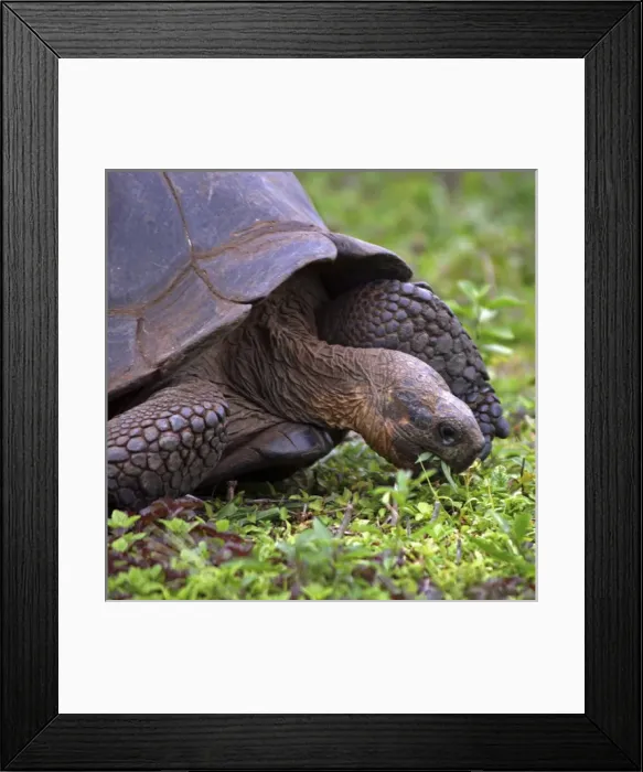 Framed Print : America, South America, Ecuador, Galapagos Islands, Santa Cruz Island. The Galapagos