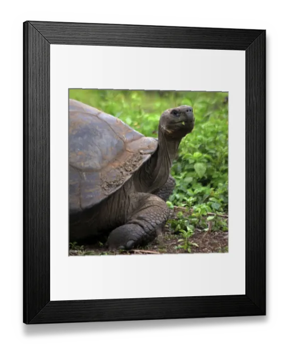 Framed Print : America, South America, Ecuador, Galapagos Islands, Santa Cruz Island. The Galapagos