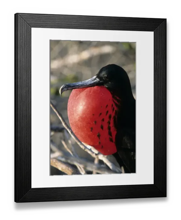 Framed Print : Frigate bird Galapagos Islands, Ecuador Framed Print : Frigate bird Galapagos Islands, Ecuador