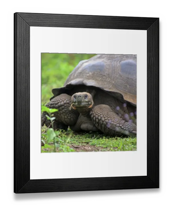 Framed Print : America, South America, Ecuador, Galapagos Islands, Santa Cruz Island. The Galapagos Framed Print : America, South America, Ecuador, Galapagos Islands, Santa Cruz Island. The Galapagos