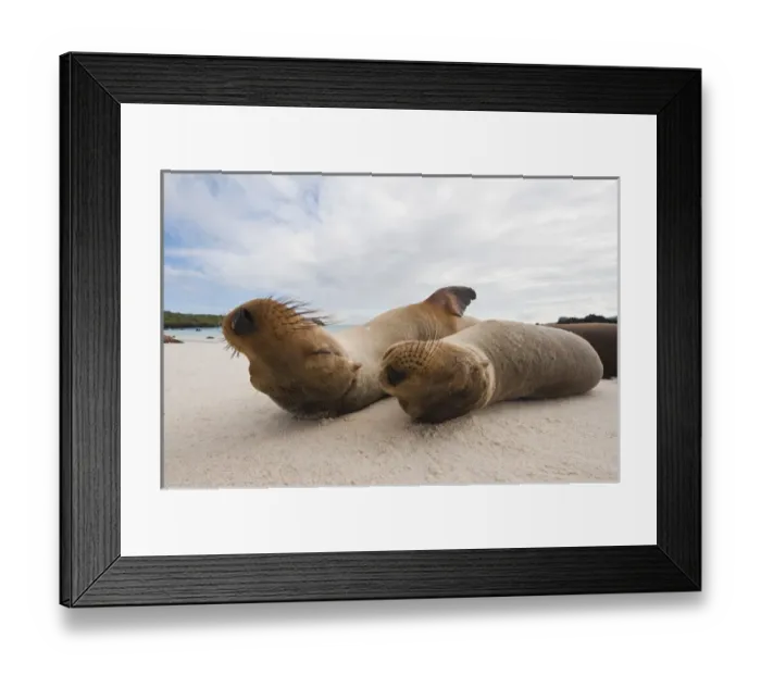 Framed Print : Galapagos Islands, Ecuador. Galapagos sea lion (Zalophus wollebaeki), Gardner Bay Framed Print : Galapagos Islands, Ecuador. Galapagos sea lion (Zalophus wollebaeki), Gardner Bay