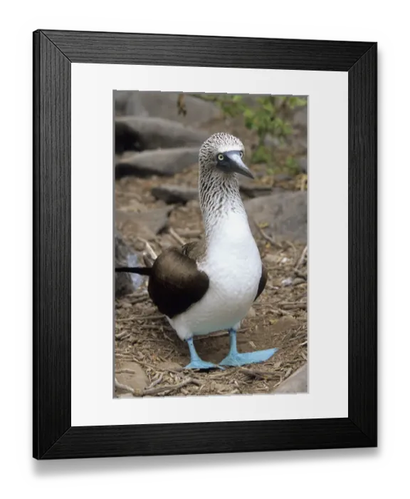 Framed Print : Blue-footed booby Isla Espanola, Galapagos Islands, Ecuador, South America