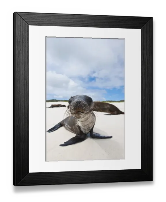 Framed Print : Galapagos Islands, Ecuador. Galapagos sea lion (Zalophus wollebaeki), Gardner Bay Framed Print : Galapagos Islands, Ecuador. Galapagos sea lion (Zalophus wollebaeki), Gardner Bay