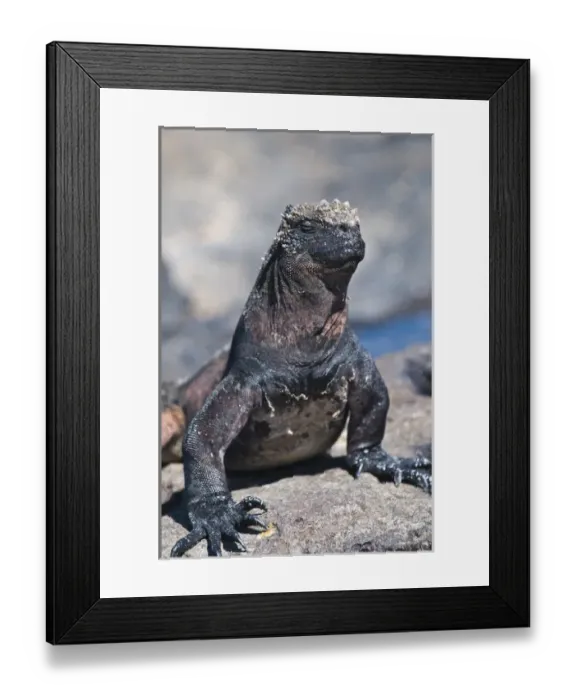Framed Print : Galapagos Islands, Ecuador. Marine iguana (Amblyrhynchus cristatus), Port Egas (James