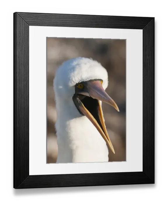 Framed Print : Galapagos Islands, Ecuador. Nazca Booby (Sula granti), Suarez Point, Isla Espanola Framed Print : Galapagos Islands, Ecuador. Nazca Booby (Sula granti), Suarez Point, Isla Espanola