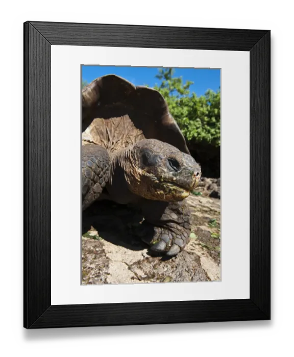 Framed Print : Galapagos Islands, Ecuador. Giant tortoise at the Charles Darwin Research Station Framed Print : Galapagos Islands, Ecuador. Giant tortoise at the Charles Darwin Research Station
