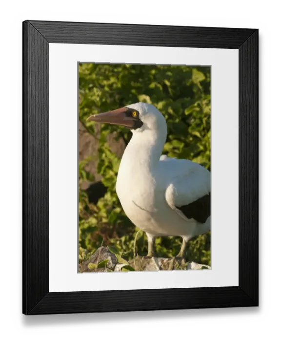 Framed Print : Galapagos Islands, Ecuador. Nazca Booby (Sula granti), Suarez Point, Isla Espanola Framed Print : Galapagos Islands, Ecuador. Nazca Booby (Sula granti), Suarez Point, Isla Espanola