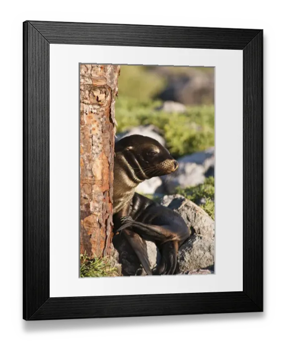 Framed Print : Galapagos Islands, Ecuador. Galapagos sea lion (Zalophus wollebaeki), Isla Plaza Framed Print : Galapagos Islands, Ecuador. Galapagos sea lion (Zalophus wollebaeki), Isla Plaza
