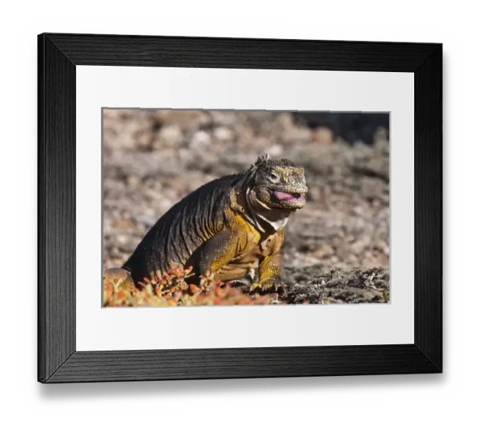 Framed Print : Galapagos Islands, Ecuador. Galapagos Land Iguana (Conolophus subcristatus), Isla Plaza Framed Print : Galapagos Islands, Ecuador. Galapagos Land Iguana (Conolophus subcristatus), Isla Plaza