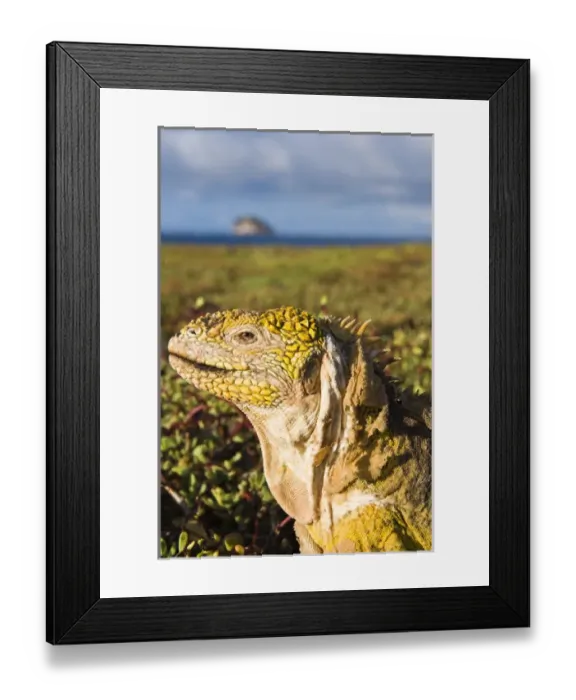 Framed Print : Galapagos Islands, Ecuador. Galapagos Land Iguana (Conolophus subcristatus), Isla Plaza