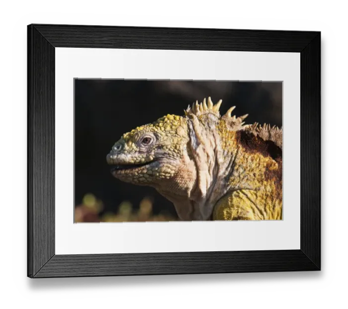 Framed Print : Galapagos Islands, Ecuador. Galapagos Land Iguana (Conolophus subcristatus), Isla Plaza