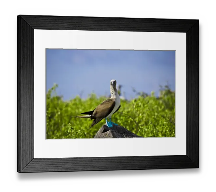 Framed Print : South America, Ecuador, Galapagos Islands, a blue-footed boobies (Sula nebouxi) perched Framed Print : South America, Ecuador, Galapagos Islands, a blue-footed boobies (Sula nebouxi) perched