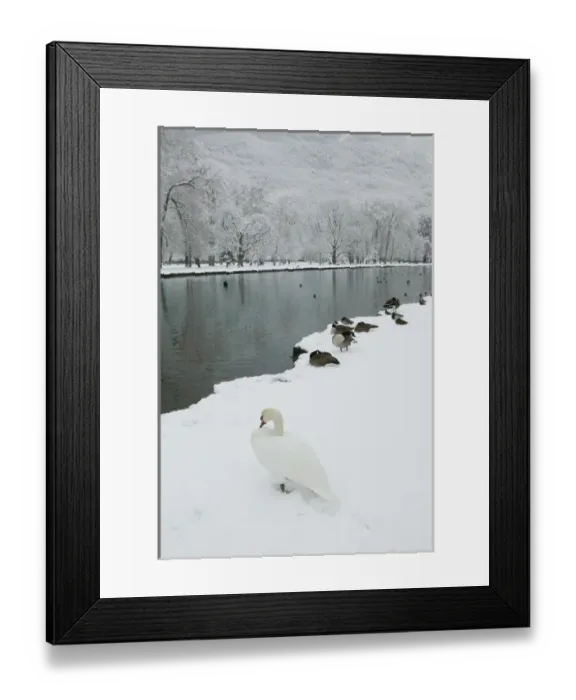 Framed Print : FRANCE-French Alps (Isere)-VIZILLE: Chateau de Vizille Park after winter storm Swan Lake