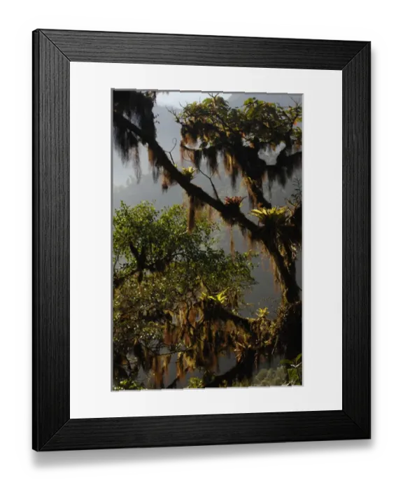 Framed Print : Forest vegetation in the Western Slope of the Andes Cloud Forest. Mindo Cloud Forest Framed Print : Forest vegetation in the Western Slope of the Andes Cloud Forest. Mindo Cloud Forest