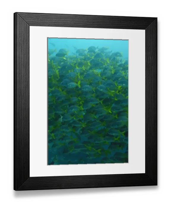 Framed Print : Yellowtail Grunts (Anisotremus interruptus) Floreana Island GALAPAGOS ISLANDS