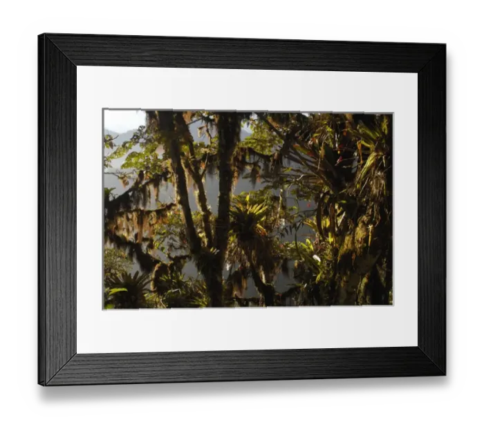 Framed Print : Forest vegetation in the Western Slope of the Andes Cloud Forest. Mindo Cloud Forest Framed Print : Forest vegetation in the Western Slope of the Andes Cloud Forest. Mindo Cloud Forest