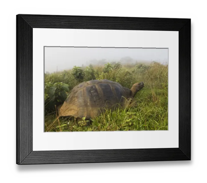 Framed Print : Galapagos Giant Tortoise (Geochelone elephantophus vandenburghi) on rim of volcano