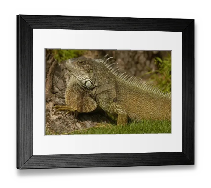 Framed Print : Green Iguana Iguana iguana Guayaquil, Seminario Park ECUADOR, South America Framed Print : Green Iguana Iguana iguana Guayaquil, Seminario Park ECUADOR, South America