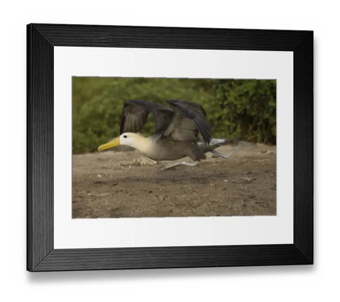 Framed Print : Waved Albatross (Phoebastria irrorata) Punta Cevallos, Espanola Island, GALAPAGOS Framed Print : Waved Albatross (Phoebastria irrorata) Punta Cevallos, Espanola Island, GALAPAGOS