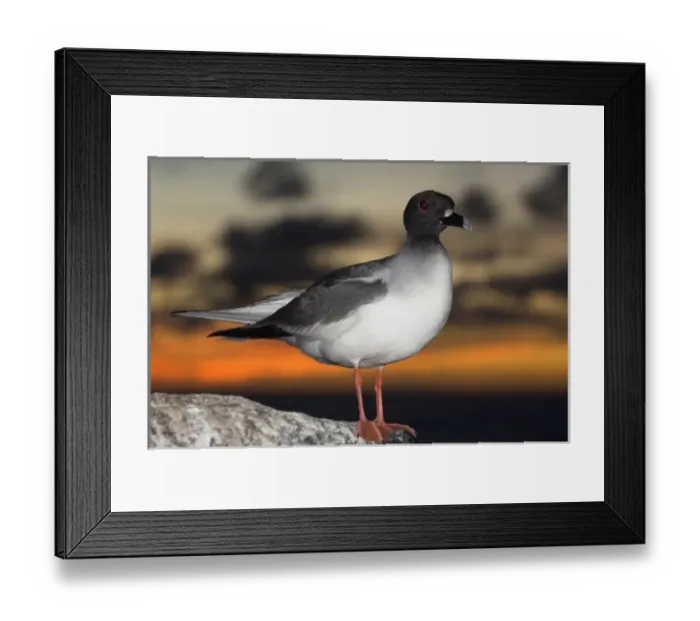 Framed Print : Swallow-tailed Gull (Larus furcatus) Punto Cevallos, Espanola (Hood) Island