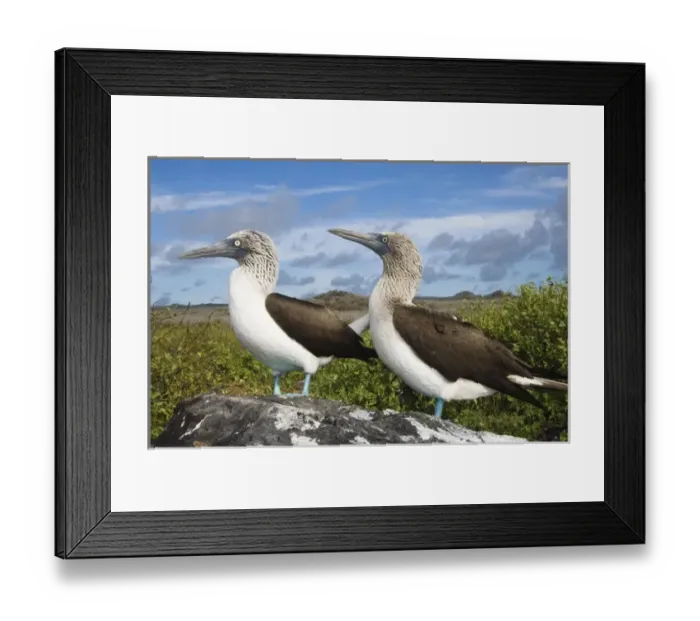 Framed Print : Blue-footed booby courtship (Sula nebouxii excisa) Punta Cevallos, Espanola or Framed Print : Blue-footed booby courtship (Sula nebouxii excisa) Punta Cevallos, Espanola or