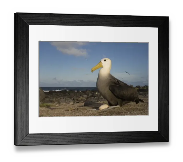 Framed Print : Waved Albatross (Phoebastria irrorata) with egg. Punta Cevallos, Espanola Island
