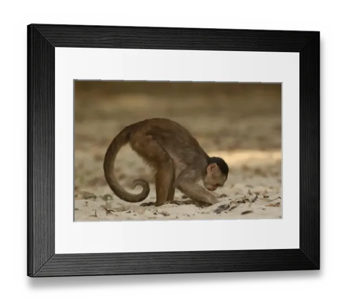 Framed Print : White-fronted capuchin monkey digging on the beach for food (Cebus albifrons) WILD Framed Print : White-fronted capuchin monkey digging on the beach for food (Cebus albifrons) WILD