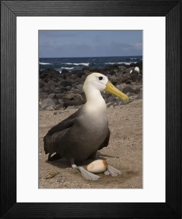 Framed Print : Waved Albatross (Phoebastria irrorata) with egg. Punta Cevallos, Espanola Island