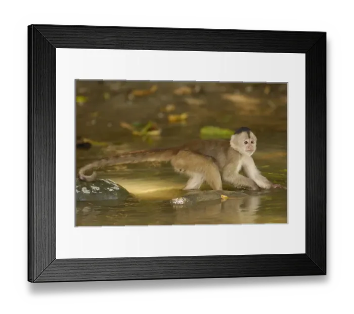 Framed Print : White-fronted capuchin monkey in river looking for food. (Cebus albifrons) WILD MONKEY Framed Print : White-fronted capuchin monkey in river looking for food. (Cebus albifrons) WILD MONKEY