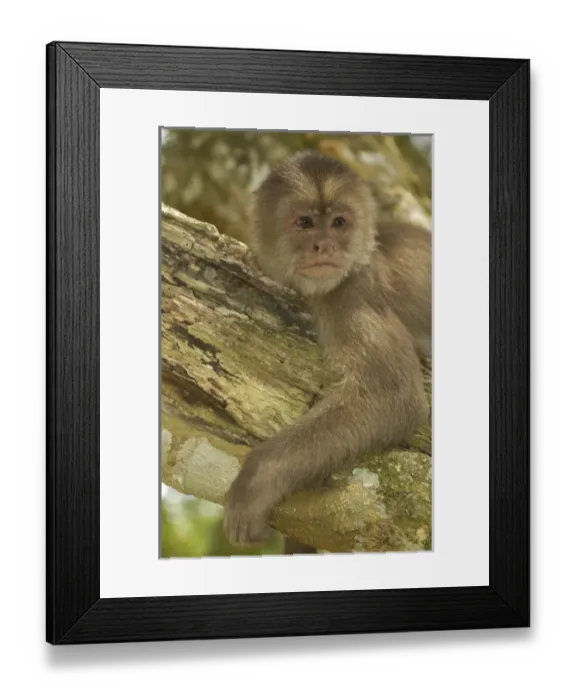 Framed Print : White-fronted capuchin monkey (Cebus albifrons) WILD MONKEY FORMING PART OF A TROOP Framed Print : White-fronted capuchin monkey (Cebus albifrons) WILD MONKEY FORMING PART OF A TROOP