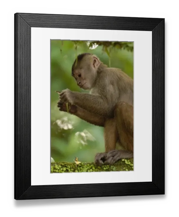 Framed Print : White-fronted capuchin monkey (Cebus albifrons) WILD MONKEY FORMING PART OF A TROOP Framed Print : White-fronted capuchin monkey (Cebus albifrons) WILD MONKEY FORMING PART OF A TROOP