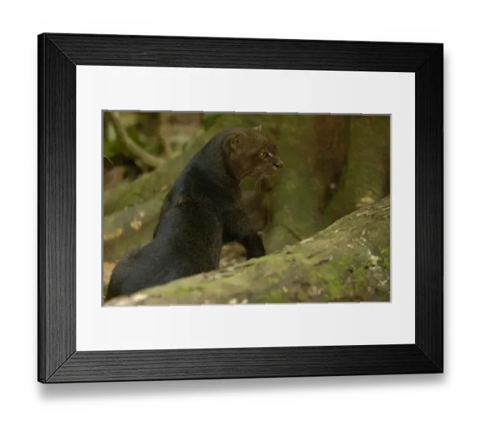 Framed Print : Jaguarundi (Herpailurus yaguarondi) a Amazon Rain Forest. ECUADOR. South America Framed Print : Jaguarundi (Herpailurus yaguarondi) a Amazon Rain Forest. ECUADOR. South America