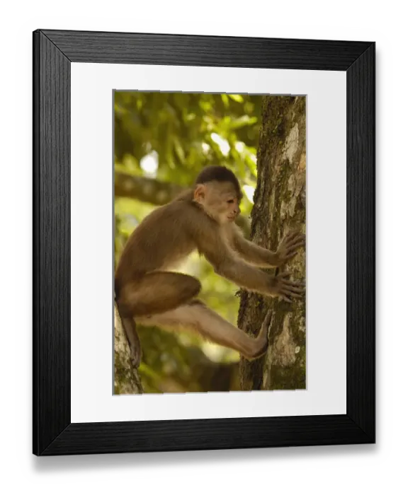 Framed Print : White-fronted capuchin monkey (Cebus albifrons) WILD MONKEY FORMING PART OF A TROOP