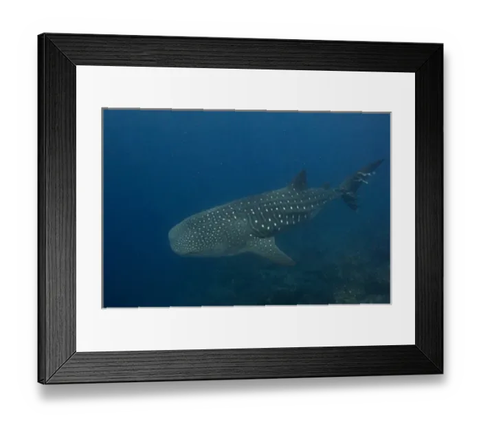 Framed Print : Whale Shark (Rhincodon typus) Off of Wolf Island GALAPAGOS ISLANDS Framed Print : Whale Shark (Rhincodon typus) Off of Wolf Island GALAPAGOS ISLANDS