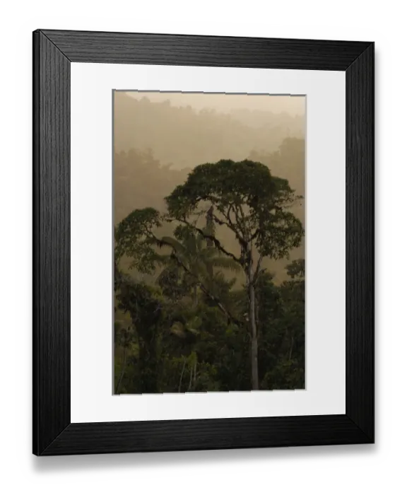 Framed Print : Cloud forest scenic Photographed west Andes Paz de las Aves cloud forest