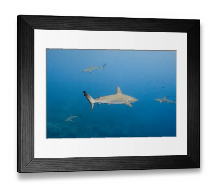 Framed Print : Galapagos Shark (Carcharhinus galapagensis) Off of Wolf Island GALAPAGOS ISLANDS Framed Print : Galapagos Shark (Carcharhinus galapagensis) Off of Wolf Island GALAPAGOS ISLANDS