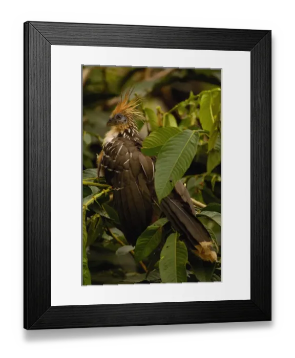 Framed Print : Hoatzin (Opisthocomus hoazin) Yasuni National Park. Amazon Rain Forest. ECUADOR Framed Print : Hoatzin (Opisthocomus hoazin) Yasuni National Park. Amazon Rain Forest. ECUADOR